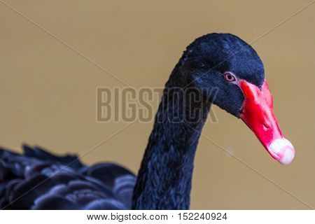 black swan swimming on a pool nature background