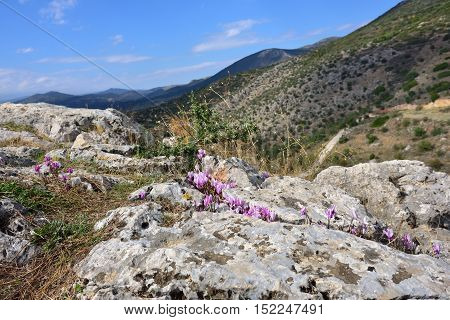 Beautiful mountain landscape with cyclamen flower on foreground Greece. Small depth of field
