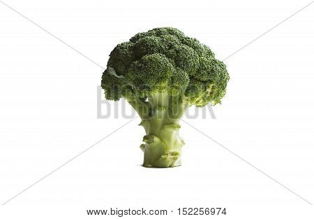 Fresh green broccoli isolated on white. Concept of tree