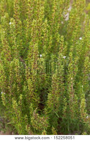Soft focus of home grown Winter savory herb with some white flowers during Autumn in Austria, Europe (Satureja montana) 