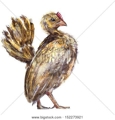Beautiful colorful and bright watercolor rooster. Hand drawn illustration for your graphic design. Cock - Symbol of New Year 2017. Hand lettering