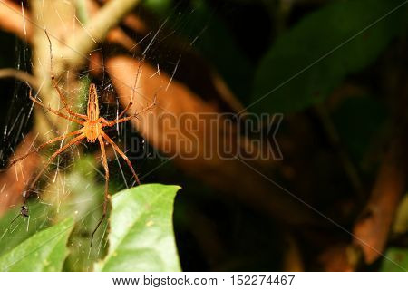 Lynx spider (Oxyopes) on Cobweb in wild