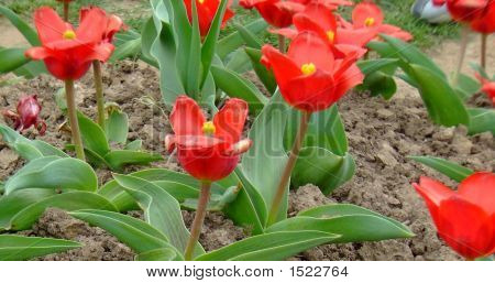 Fiore