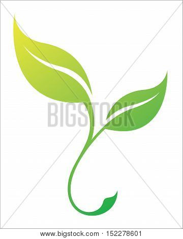 Vector green stylized silhouette of spring tree leaf isolated on white background. Eco sign nature label. Decorative element for medical ecological brands.