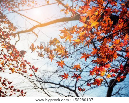 Abstract Blur vivid autumn natural for background