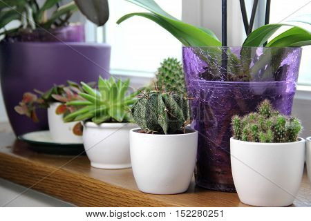 Mix of beautiful houseplants and cactuses on the window