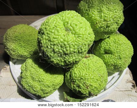The wrinkled ripened fruits of an osage apple are externally very strongly similar to oranges, and the smell of their pulp reminds a cucumber.