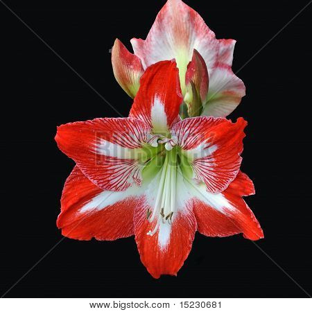 Amaryllis adlı çiçek