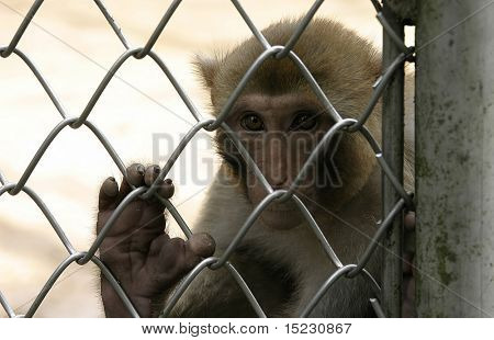 Affe im Zoo von Sukhum, Abchasien