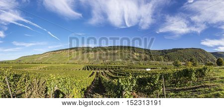 Green Vineyards  At Moselle Valley In Summer