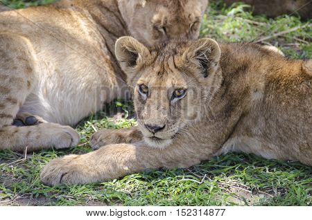 Jung lion lying on the grass in Serengeti Tansania