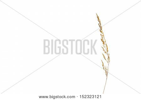 Wheat Isolated White Background Plant Top Fluffy Grain Natural Plant Nature Organic Copyspace