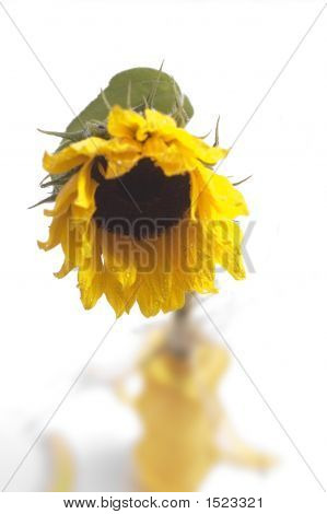 Bela Sunflawer