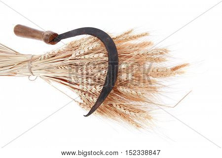bunch of mown wheat ears with vintage handmade reaper hook sickle isolated on white background