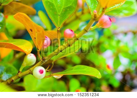 Ficus deltoidea, commonly known as mistletoe fig (Mas Cotek in Malaysian or Sarika Lin thong in Thai) is a large shrub or small tree species native to Southeast Asia,
