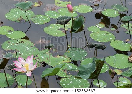 A pond of beautiful lotus blooming and pending to be bloomed
