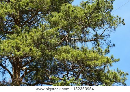 Part of a lone pine tree on a light background in the summer day.