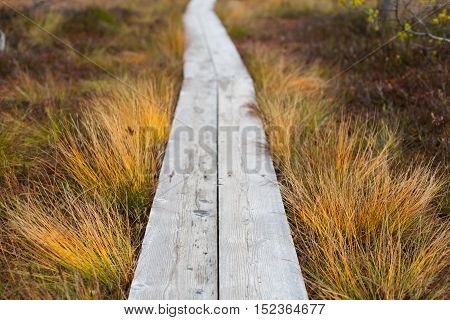 Closeup of a wooden boardwalk in an autumnal peatland with a shallow depth of field