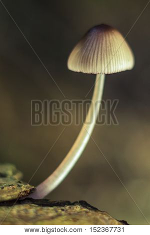 Amanita verna bad mushrooms in the forest Canada British Columbia