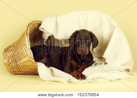 Beautiful purebred brown Doberman puppy is lying on a beige background with a basket and fabrics