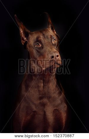 Dog breed Doberman brown color on a black background in the Studio pedigreed adult male closeup portrait