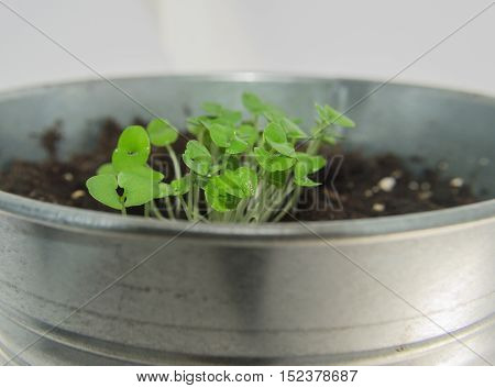 basil sprouts, that are growing on the windowsill in flower pot