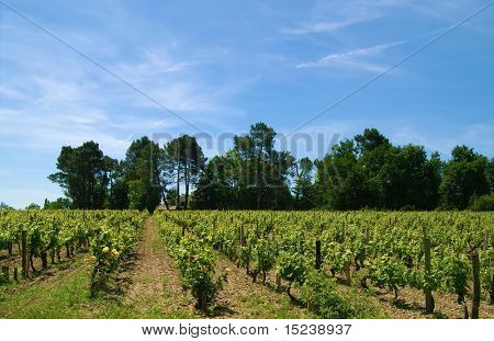 plantacji winorośli