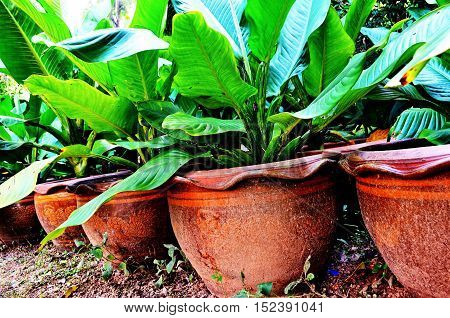 Potted plants in a well organized and the arts.