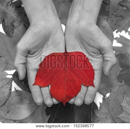 Red autumn leaf at woman hands. B&W