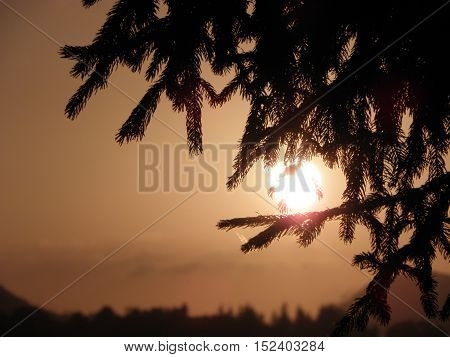 sunlight filters through the maritime pine branches in a summer 's evening
