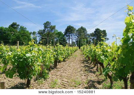 plantacji winorośli