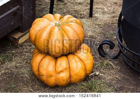 Autumn Pumpkin Thanksgiving Background - orange pumpkins on the ground. Pumpkin Stalks. Pumpkins on rural landscape background. Assortment of pumpkins.  Vegetable from the farm. Organic food.