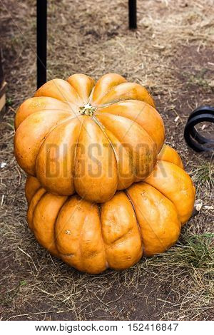 Autumn Pumpkin Thanksgiving Background - orange pumpkins on the ground. Pumpkin Stalks. Pumpkins on rural landscape background. Assortment of pumpkins.  Vegetable from the farm. Organic food.