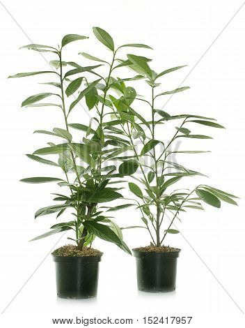 Prunus laurocerasus in front of white background