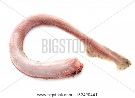 Small-spotted catshark in front of white background