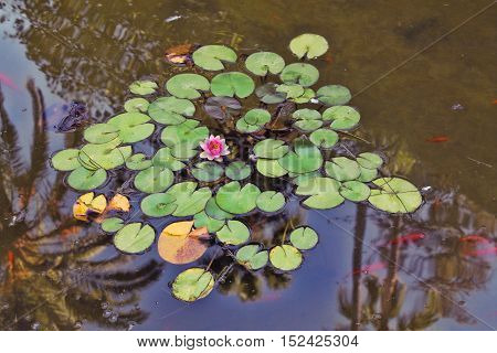 View from a water lily on a lake