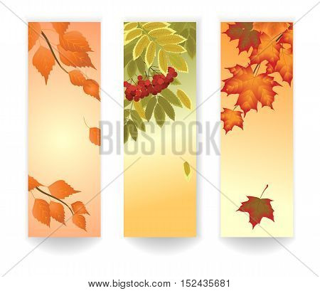 Three vertical banner with autumn leaves of maple rowan and birch trees vector illustration