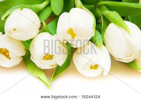 흰색 아름 다운 화이트 튤립