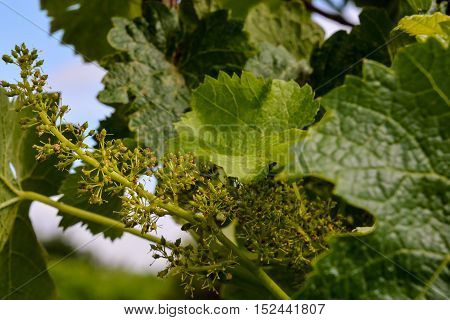 Unripe Grape Bunches