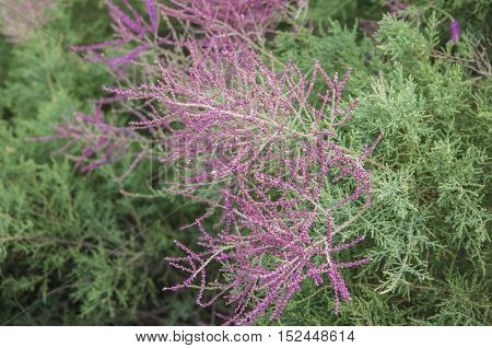 Flowering tamarisk in the steppes of Kazakhstan