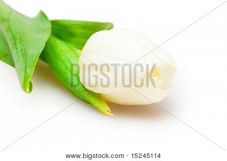 흰색 절연 한 화이트 튤립