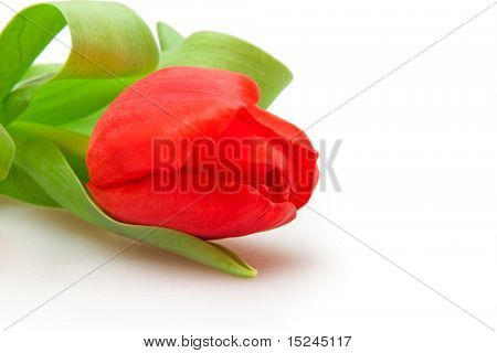 화이트에 한 빨간 튤립