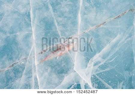 Fish frozen in ice. Beautiful ice captive fish.