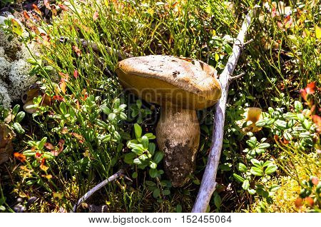 very large fresh croped porcini mushroom in the wood