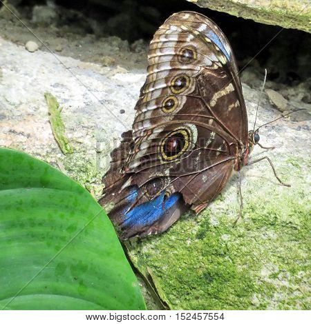 Niagara Falls Canada - July 162016: Common Morpho butterfly in garden.