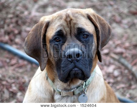 İngiliz Mastiff 0001