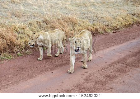 Two female lions walking in Ngorongoro Tansania
