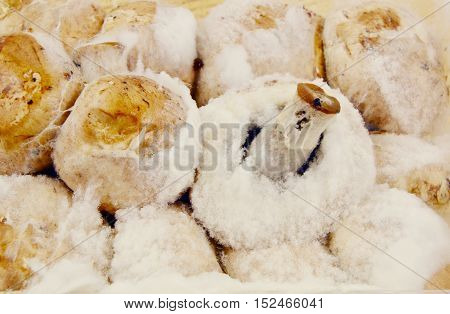 close up from rotten mushrooms and fungi