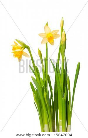 uitgeleend lelie (Narcis) geïsoleerd op wit