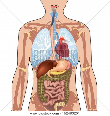 Human Body Anatomy. Illustration isolated on white background.